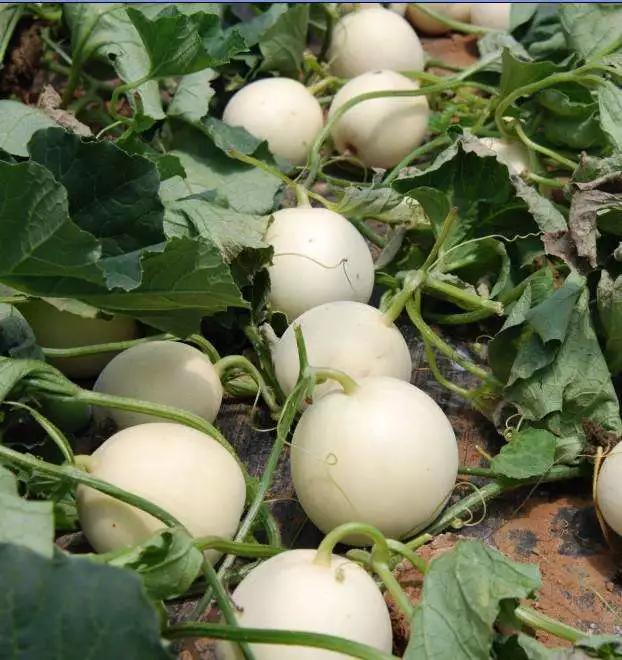 反季节香瓜种植,今年的香瓜种植方法