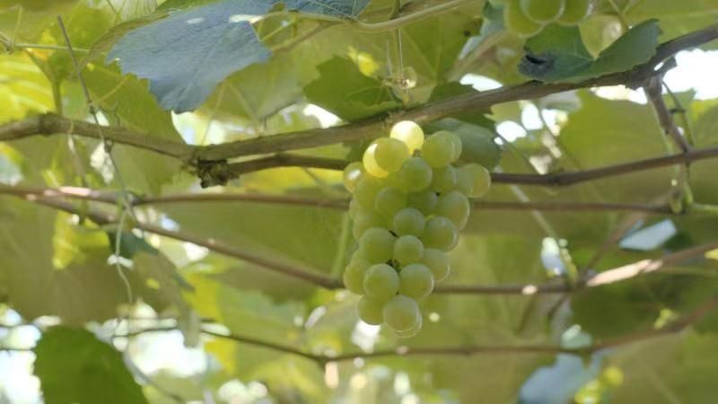 9月份云南有什么好吃水果,云南瓜果飘香有你最爱的吗