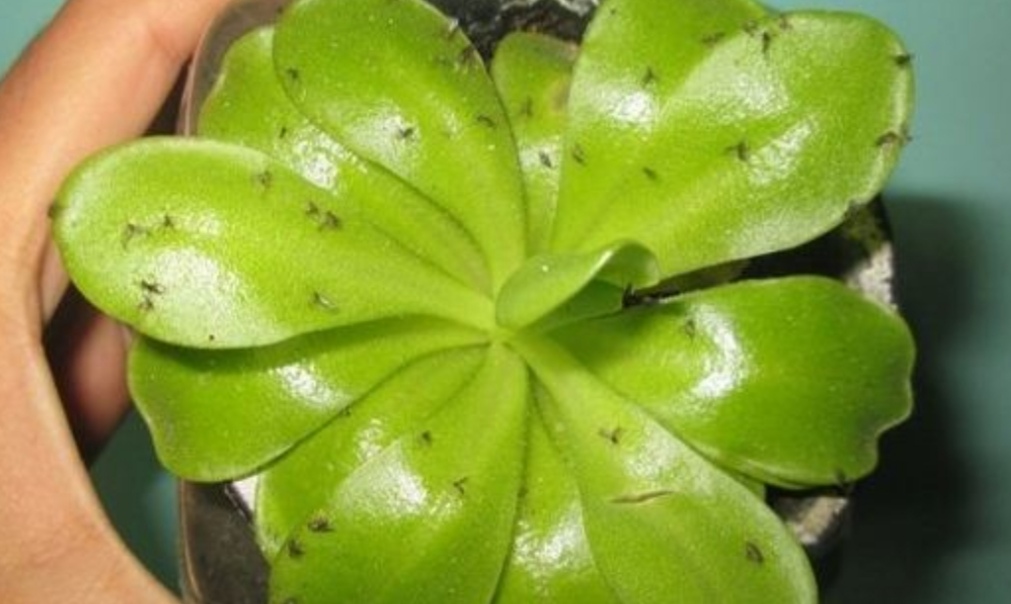 家里花卉小虫子怎么消灭,家里种的花小虫子怎么除