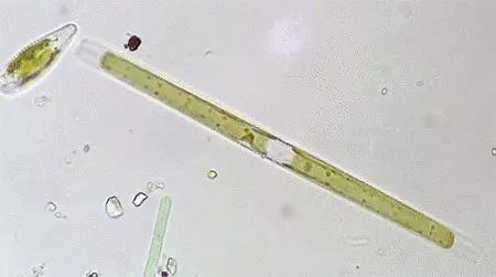 鱼类水产养殖需要哪些藻类,水产养殖显微镜下各种藻类