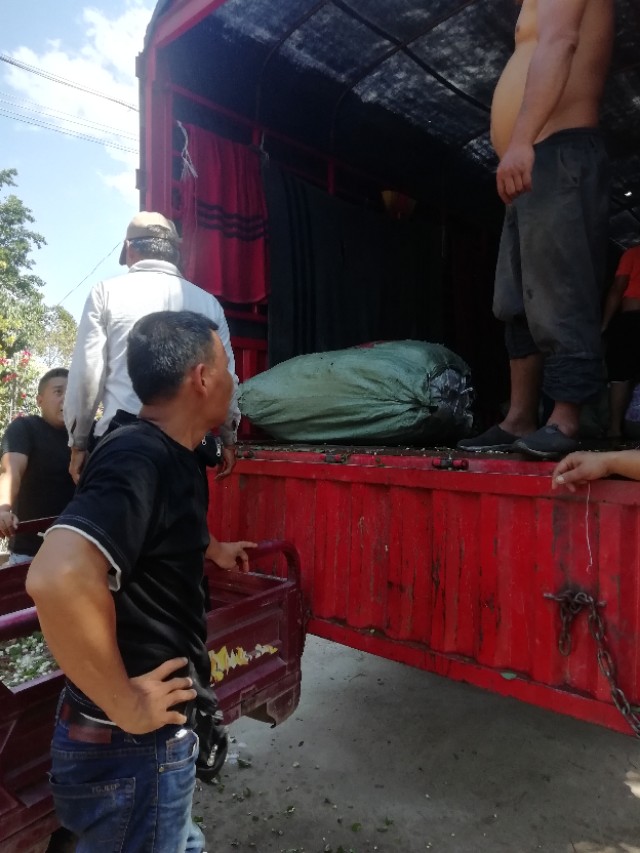 福州茉莉花基地,茉莉花盆栽基地直销