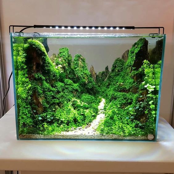 鱼缸藻类有什么用,鱼缸藻类有哪些