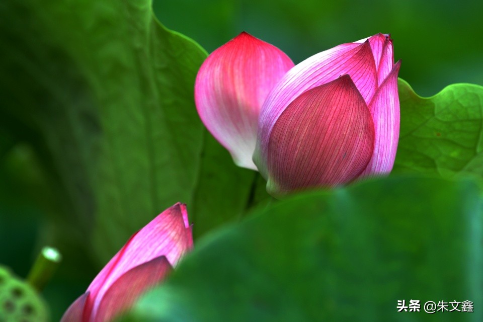 芜湖赏荷花,芜湖赏荷花好去处推荐