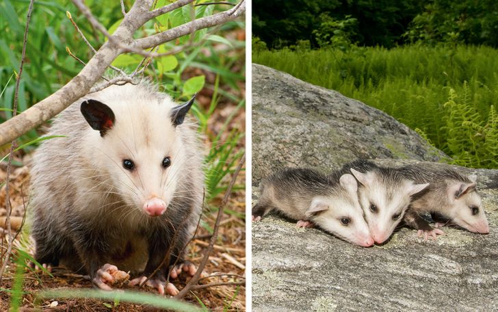 你了解大熊猫哪些知识,大熊猫隔多久能生一次宝宝