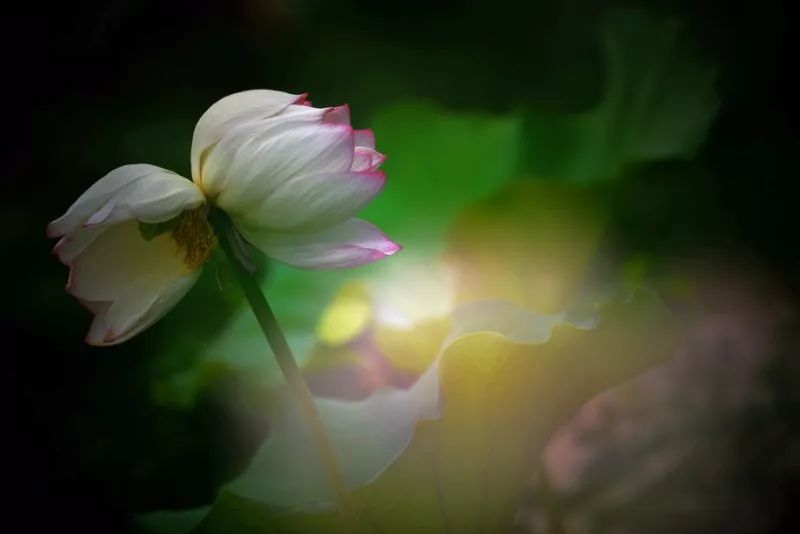 常德，那些惊艳夏日的荷花