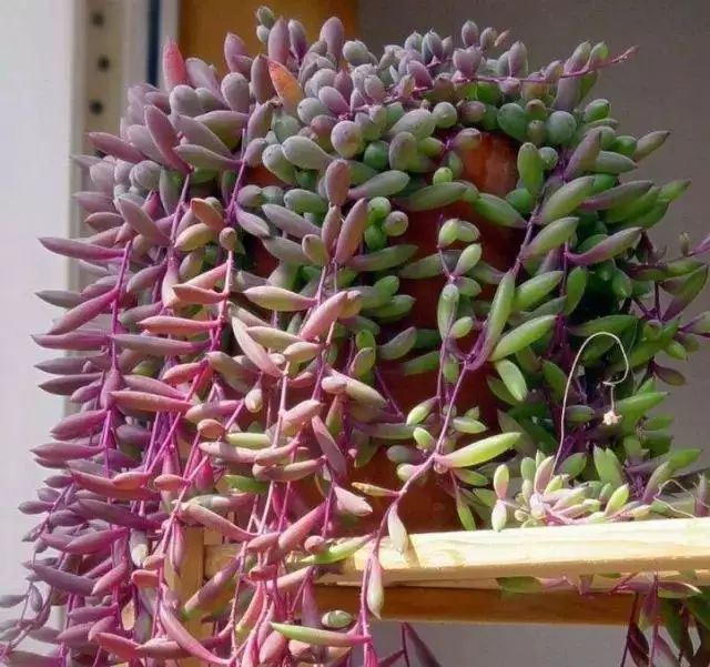 多肉早安图片大全,多肉大全100图