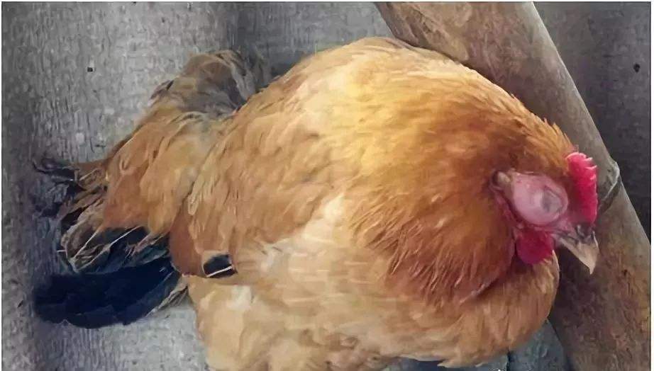 小鸡肿头肿脸是什么病怎么治疗,鸡肿头肿脸怎么治疗最有效