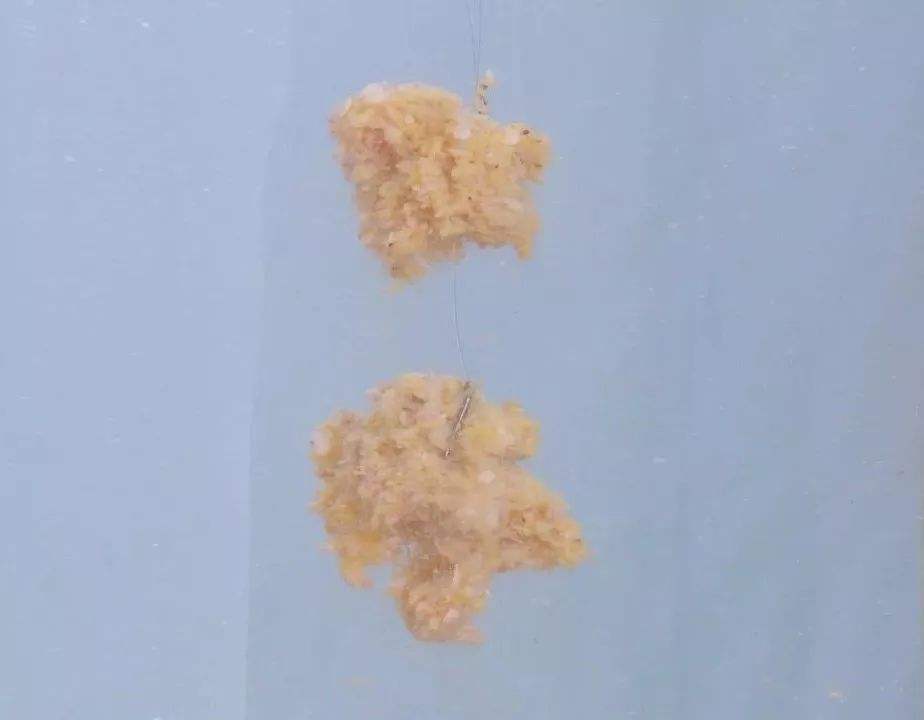 补窝后鱼不吃钩,为啥补窝反而没口了