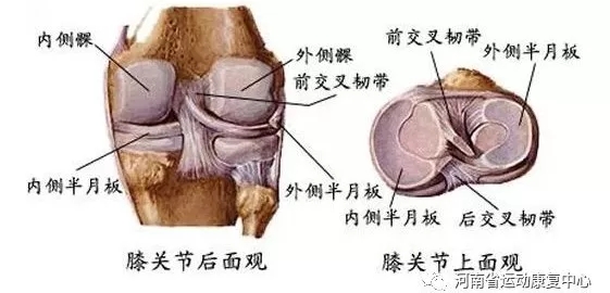 膝关节常见运动损伤及症状,什么样的运动不损伤膝关节