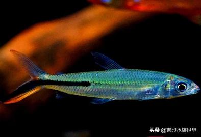 最好看的鱼灯,哪些灯鱼发色好看