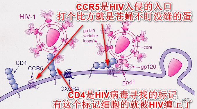 中国新冠为什么控制这么好,新冠病毒是不是地球的自我拯救