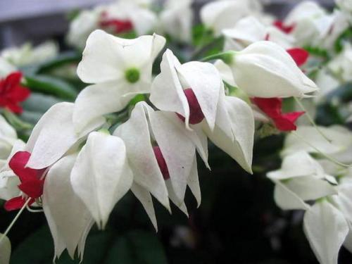 龙吐珠不发芽怎么办,龙吐珠不开花怎么办