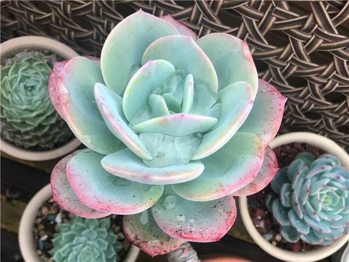 什么多肉夏天也可以继续生长,教你十大多肉养护技巧