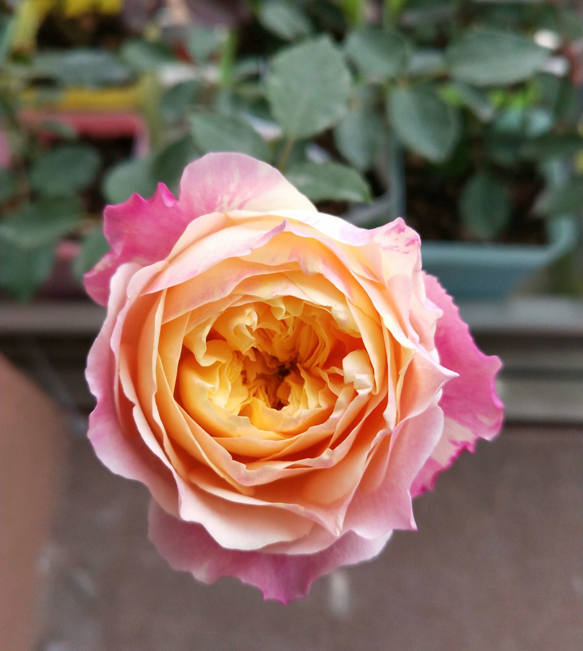 无根月季杆发芽了,为什么蔷薇嫁接的月季长势不旺