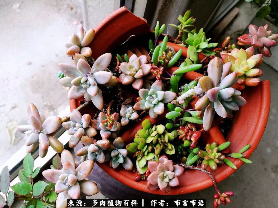多肉的真实生活感悟,多肉的生活感悟
