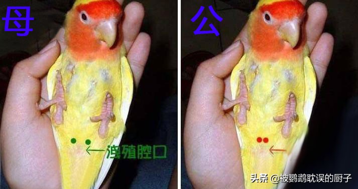 牡丹鹦鹉不要小鸟怎么办,鹦鹉牡丹禁养了吗