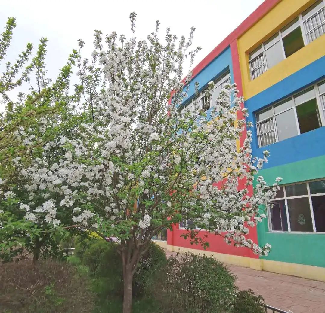 「长拖资讯」初夏绽放——老师把幼儿园的夏天和思念“打包”给你