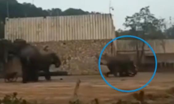 驯兽师被大象踩死事件,驯兽师被大象踩死