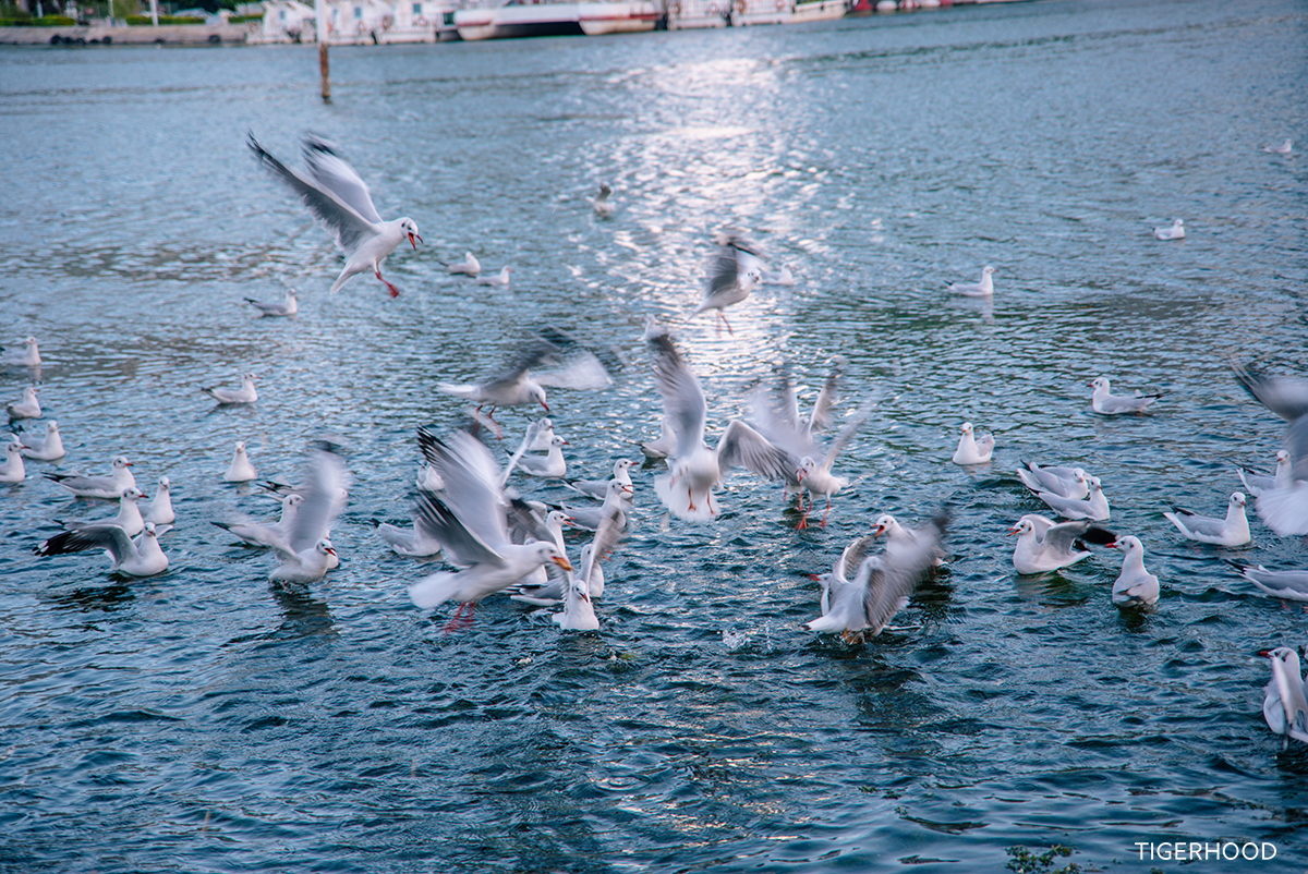 太格有物北京复古咖啡师,太格有物怎么样