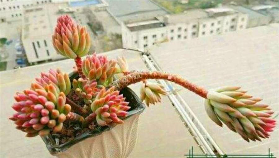 怎样才能让千佛手爆盆,千佛手爆盆以后怎么处理