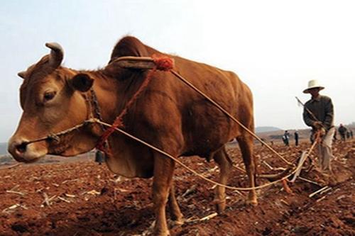 16岁当上赤脚兽医,我做的第一件事就是斗智斗勇给猪打针