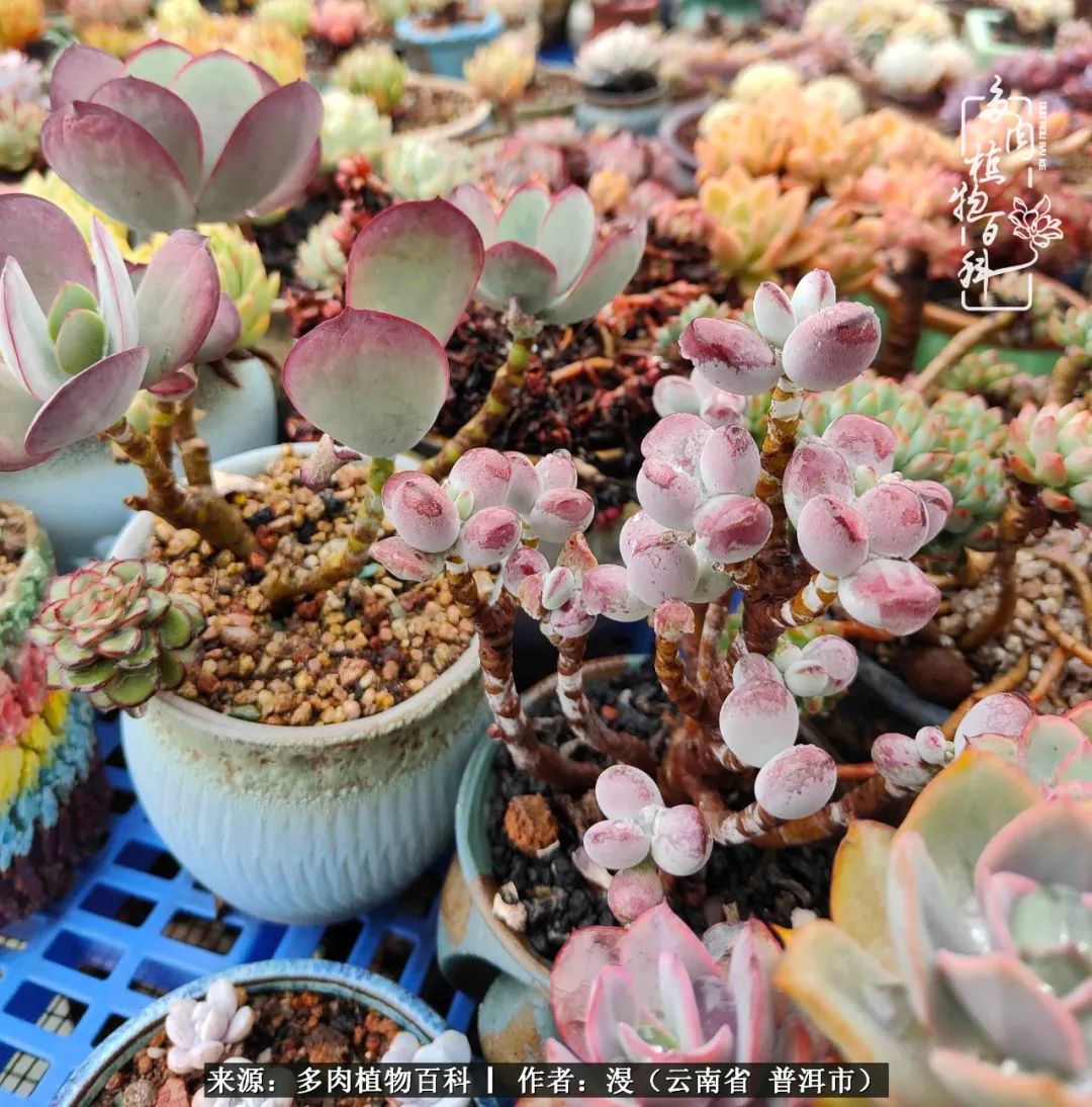 风过留痕讲的啥,风过留痕朗诵