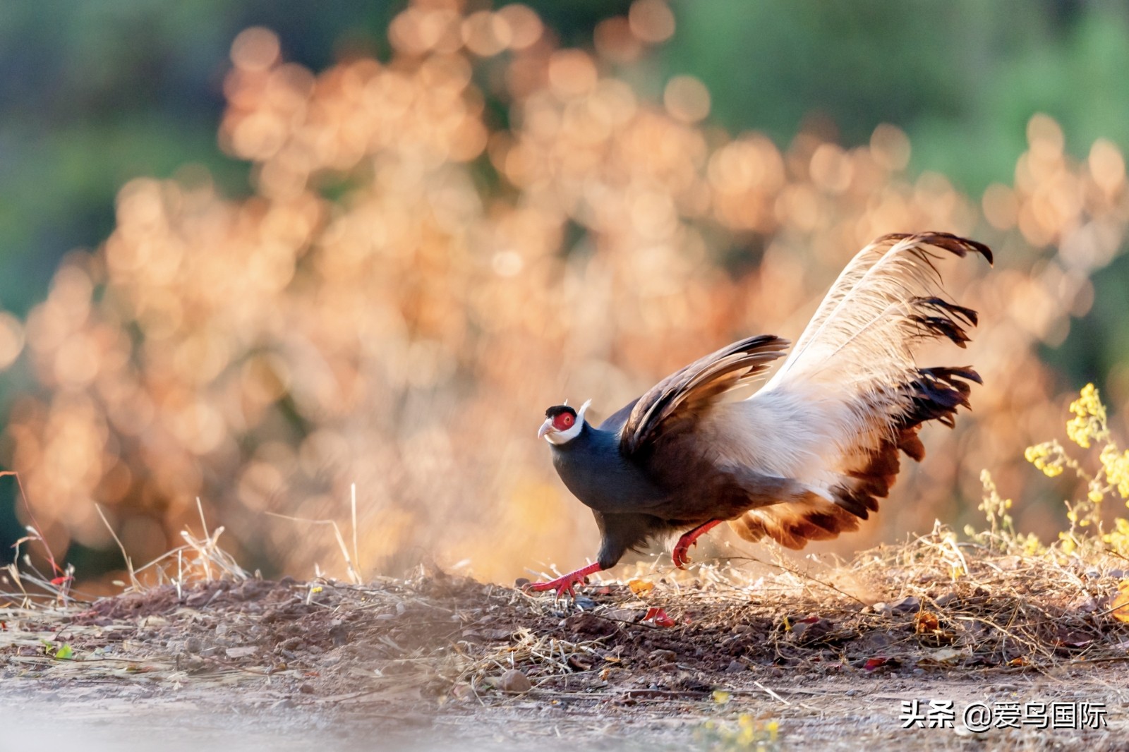 鸟类欣赏,鸟类观鸟图片