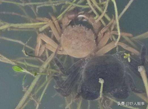 20亩池塘河蟹和草鱼混养利润多少,池塘养河蟹的收益