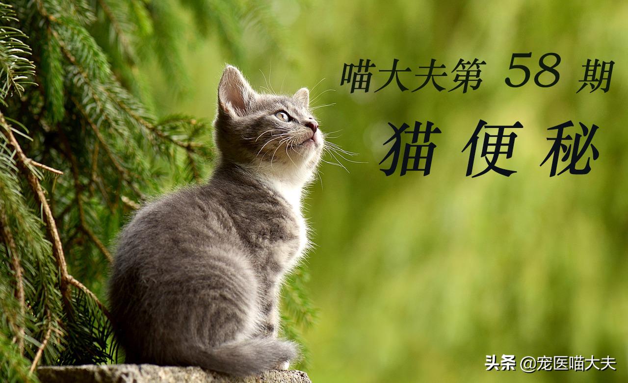猫咪便秘会不吃不喝没精神吗,猫咪便秘开塞露塞不进去怎么办