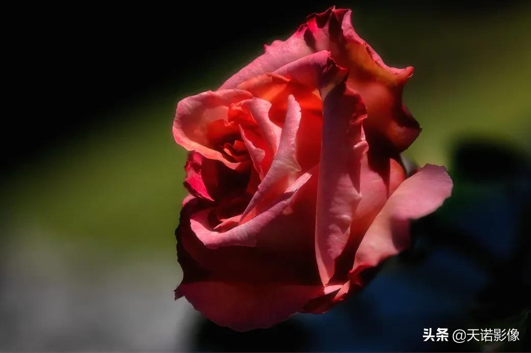 徕卡sl2摄影怎么样,徕卡sl2-s深度视频欣赏