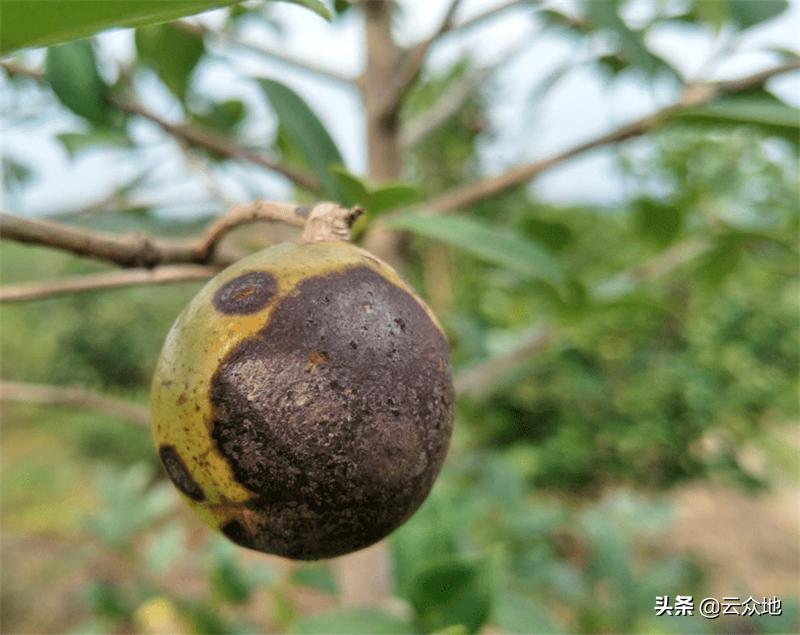 油茶炭疽防治时间,油茶炭疽病属于真菌还是细菌