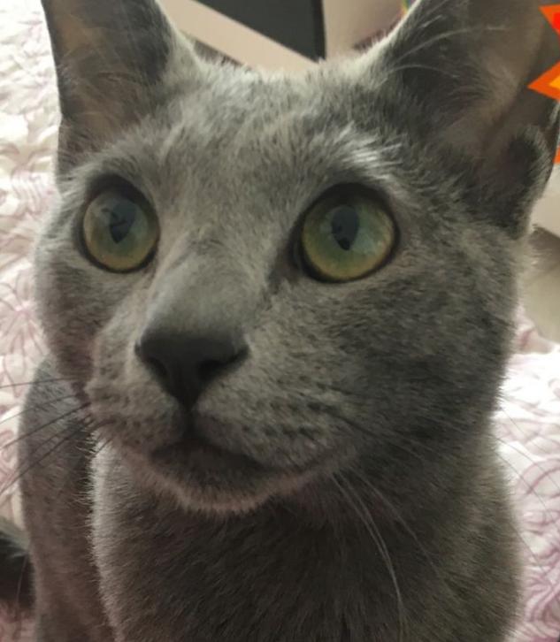 五千块钱买猫,五千块的猫咪