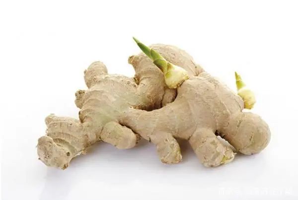 生姜发芽后还能不能种花,生姜发芽了现在可以盆栽吗