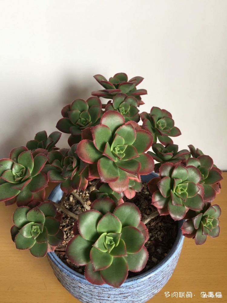 瞧,那个钟情艳日辉的人