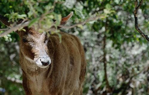 【每日普法】《中华人民共和国野生动物保护法》之出售.购买.利用国家重点保护野生动物及其制品的限制