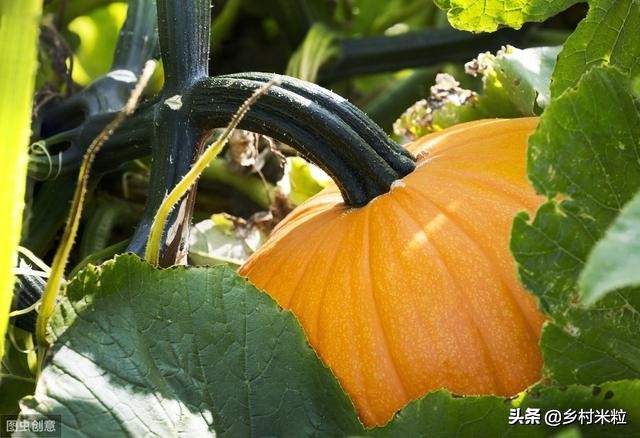 南瓜落花落果怎么防治,南瓜结果出现了化果落果怎么办
