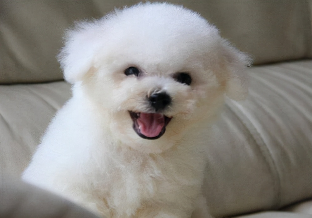 家有小狗的日常护理,家有萌宠小狗有什么坏心思