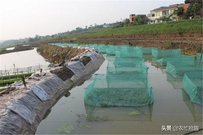 塘头价低至5元,卖一塘亏一塘,继续养更亏,市场却12元一斤