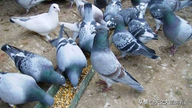 鸽经保障赛鸽肠道健康的小技巧,赛鸽导致鸽子生病的罪魁祸首