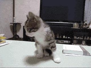 夏天猫咪中暑视频,炎炎夏日猫咪应该怎么安全度过