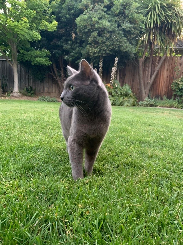 一只优雅的猫,世界上最好养的猫是哪些