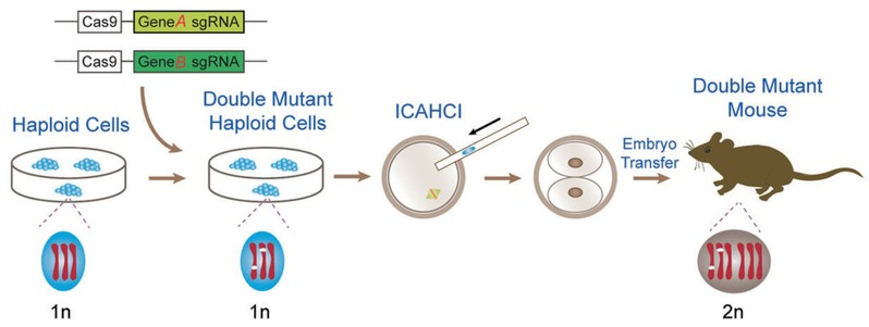华克勤妇产科医生团队,复旦大学附属医院华克勤
