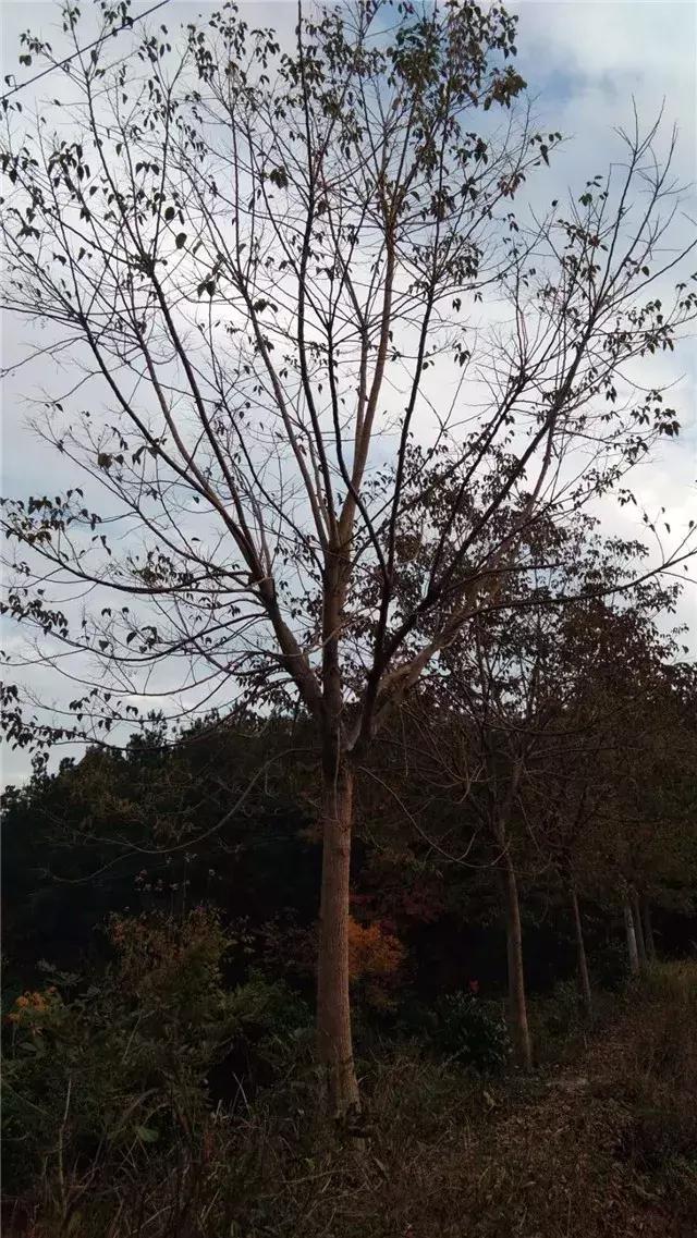 「苗木通新晋会员」湖州陈春耕：细节具体、价格适中、售后保障