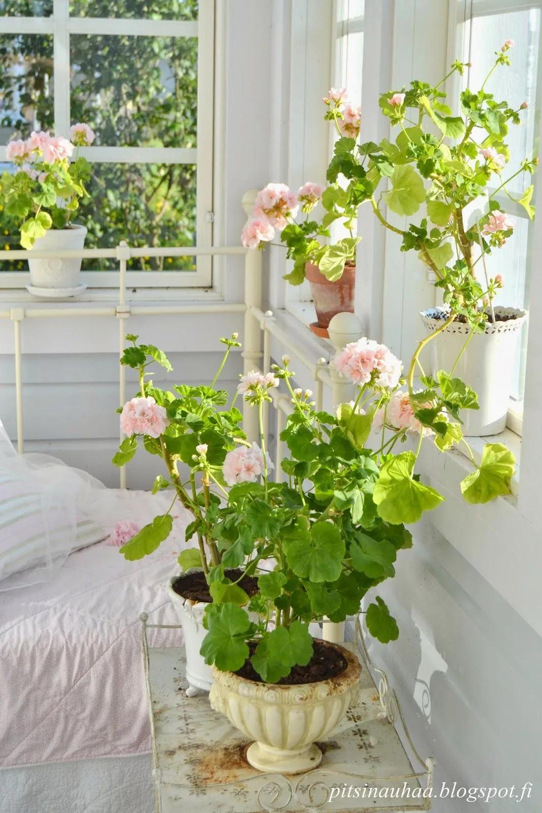 冬天天竺葵叶子发黄是什么原因,什么季节养天竺葵花最好