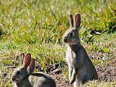 如何解决澳大利亚野兔成灾的问题,澳大利亚野兔泛滥成灾是为什么