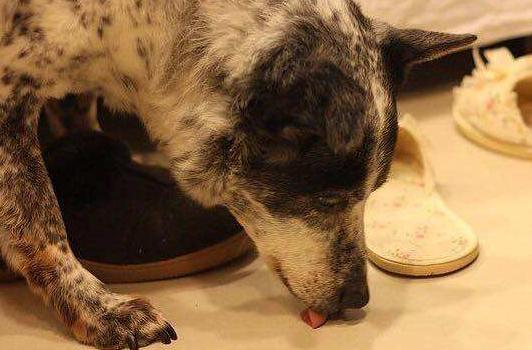 狗狗为什么爱舔主人的唾液,狗狗为什么爱舔自己的手脚