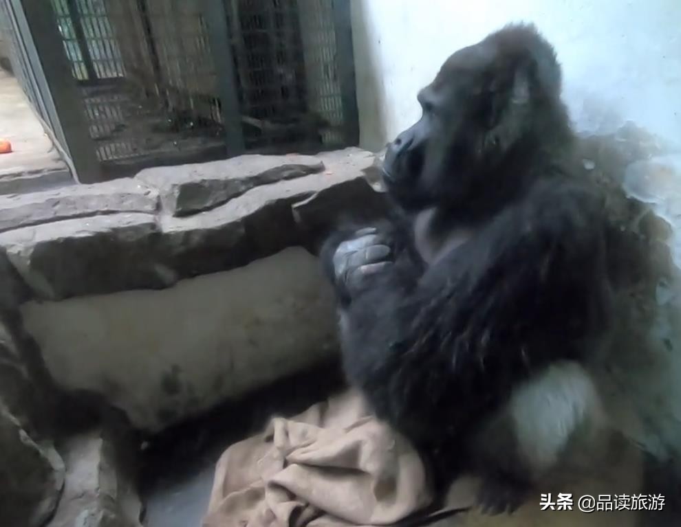 开了动物园,开了个动物园