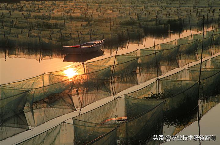 黄鳝养殖技术,黄鳝养殖技术池塘网箱