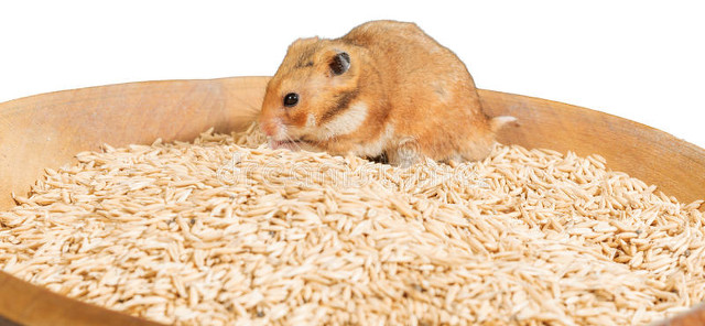 抓老鼠三招,招招灵