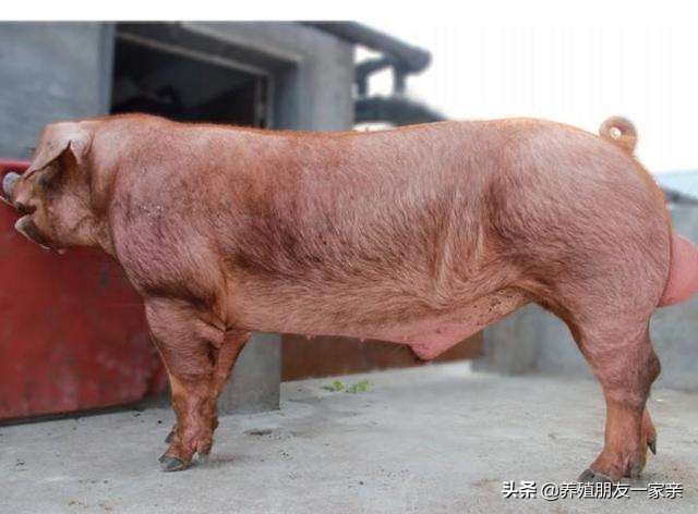 输精治疗的最好方法,输精管堵塞还有精子排出不